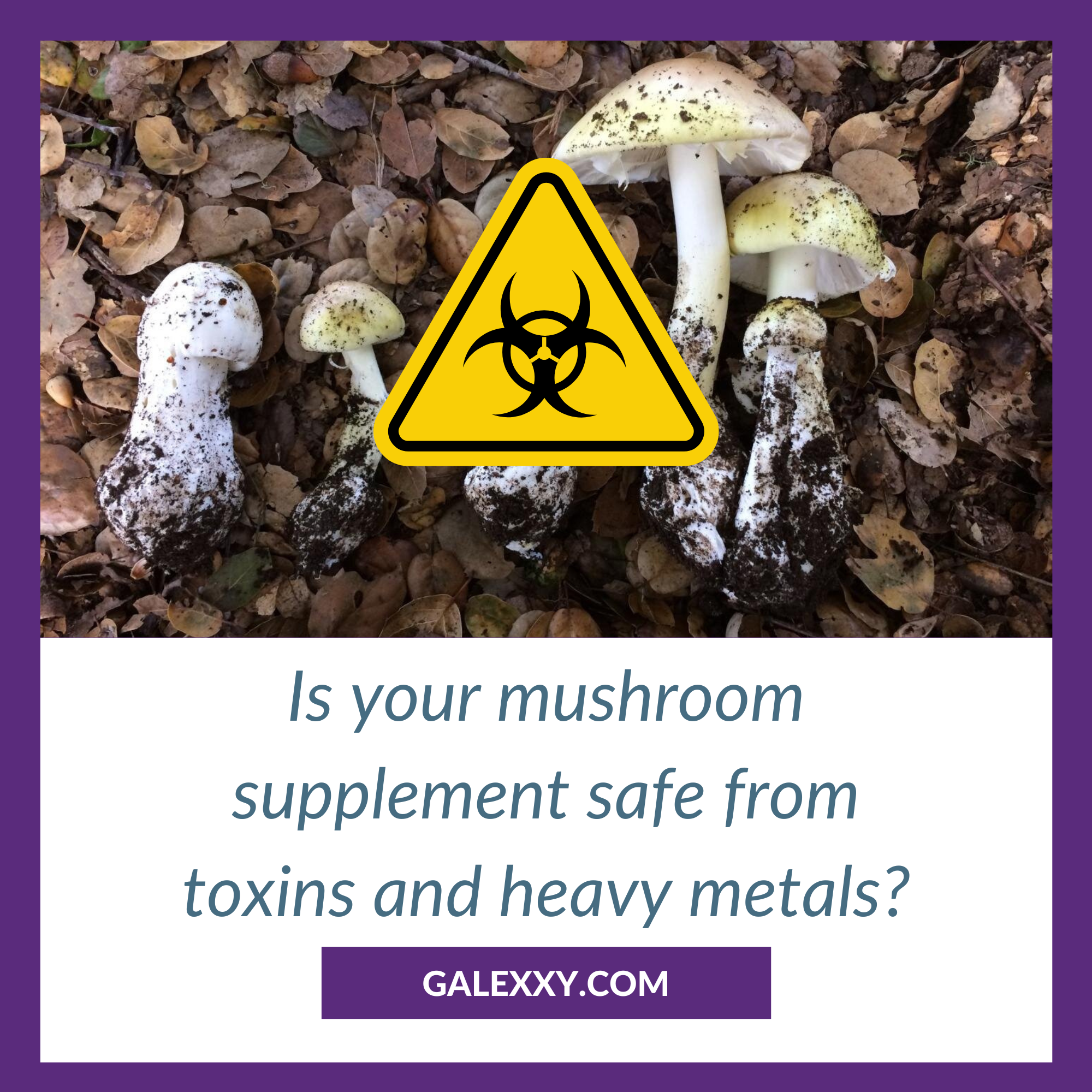 Ensure Safe Mushroom Supplements: Heavy Metals & Toxins