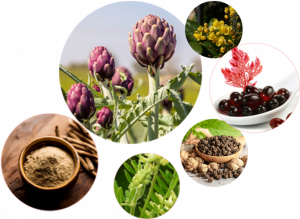 Eternafy ingredients