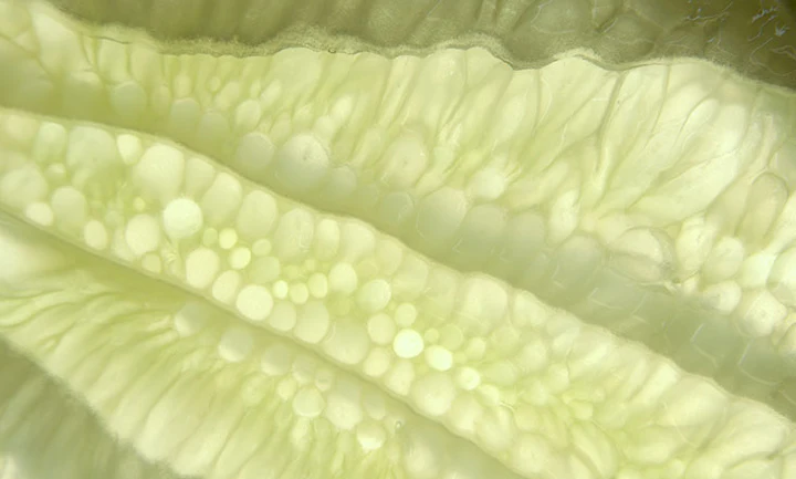 What Do Lilac Stem Cells Do For Your Skin?